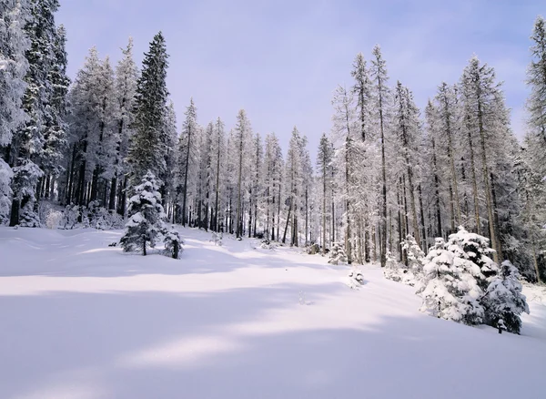 Vintern skog, Tatrabergen, Polen — Stockfoto