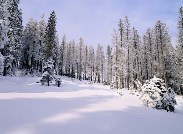 Forêt d'hiver, montagnes Tatra, Pologne — Photo