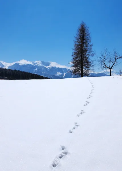 Hiver, montagnes Tatra, Pologne — Photo