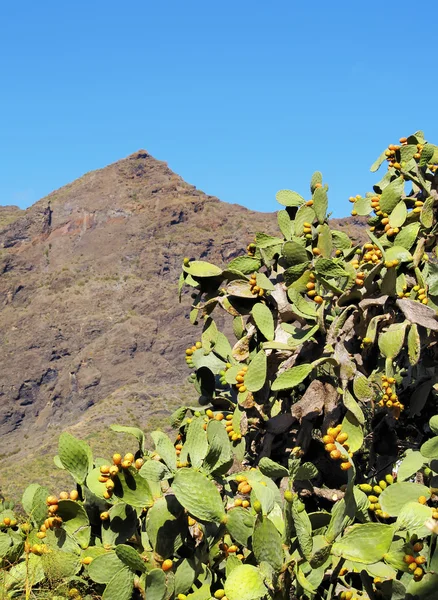 Opuntia ficus-indica, Tenerife, Ilhas Canárias, Espanha — Fotografia de Stock