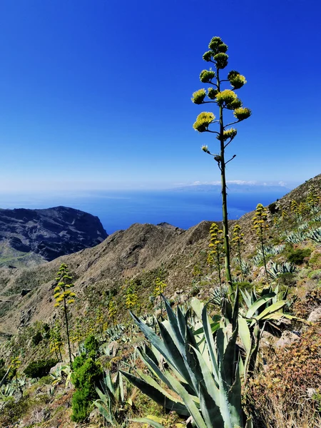 Teno dağlar, tenerife, Kanarya Adaları, İspanya — Stok fotoğraf