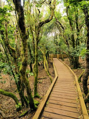 Anaga Dağları ve Ormanları, Tenerife, Kanarya Adaları, İspanya