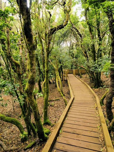 Anaga Dağları ve Ormanları, Tenerife, Kanarya Adaları, İspanya — Stok fotoğraf
