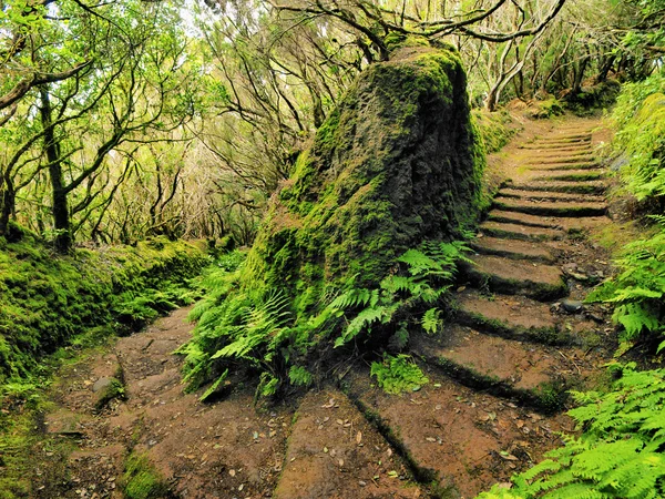 Anagabergen och skogen, Teneriffa, Kanarieöarna, Spanien — Stockfoto