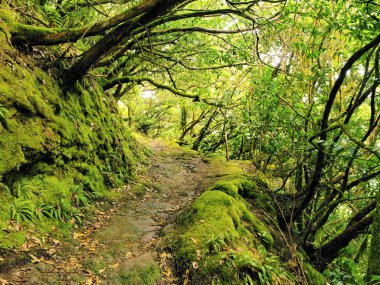 Anaga Dağları ve Ormanları, Tenerife, Kanarya Adaları, İspanya