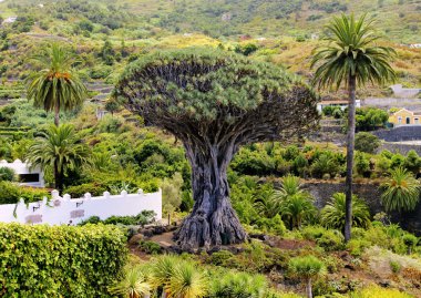 ejderha ağacı (Drago milenario), Icod de los Vinos, tenerife