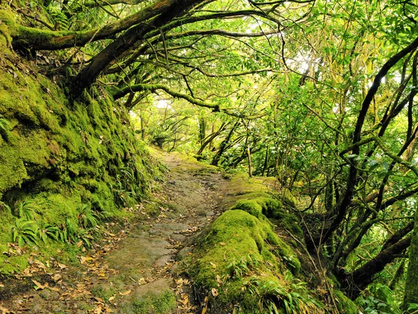 Anagabergen och skogen, Teneriffa, Kanarieöarna, Spanien — Stockfoto