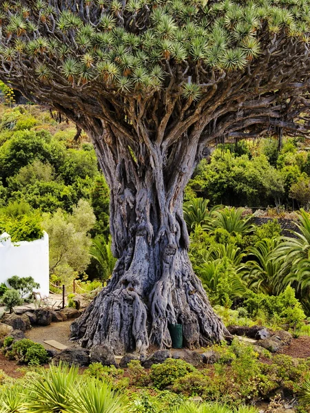 龙树 （drago milenario）、 能说它尽善尽美 de los 老酒、 特内里费岛 — 图库照片