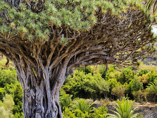 ejderha ağacı (Drago milenario), Icod de los Vinos, tenerife