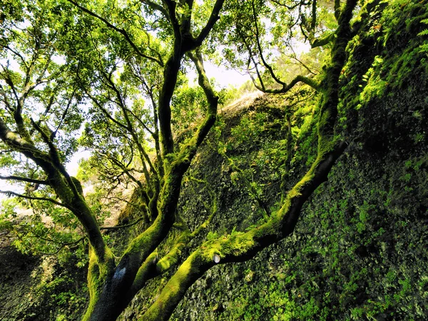 Saint Tree (Arbol Santo), Hierro, Ilhas Canárias, Espanha — Fotografia de Stock