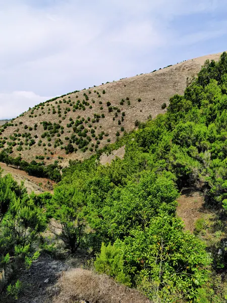 Сен-дерево (arbol Санто), Йерро, Канарські острови, Іспанія — стокове фото