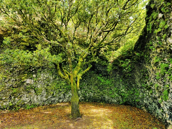 Heiliger baum (arbol santo), hierro, kanarische inseln, spanien — Stockfoto