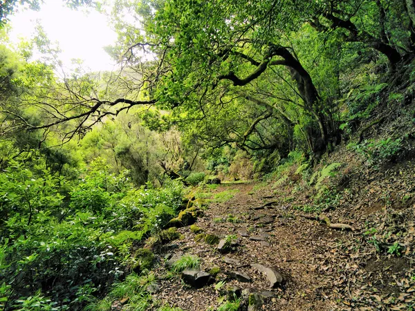 Laurel skog, hierro, Kanarieöarna, Spanien — Stockfoto