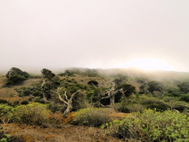 el sabinar, hierro, Kanarya Adaları, soain