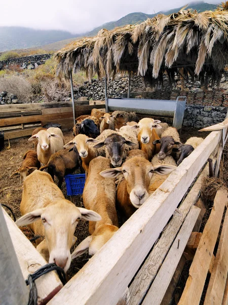 Sheeps, hierro, Canarische eiland, Spanje — Stockfoto