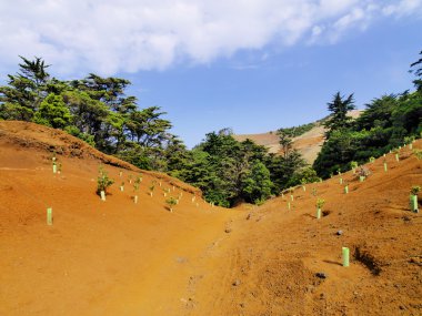 dikilen ağaçlar, hierro, Kanarya Adaları