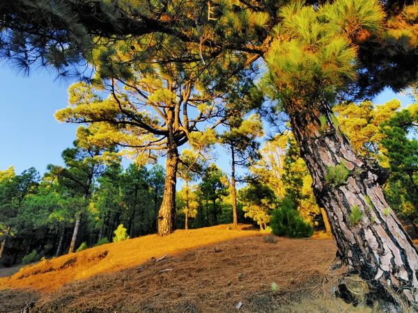 Bosque de pino, Hierro, Islas Canarias — Foto de Stock