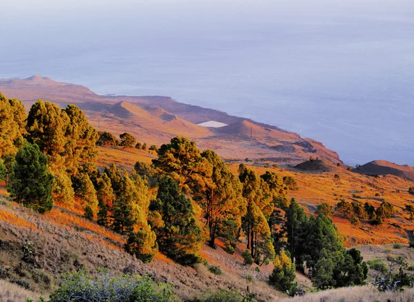 Çam ormanı, hierro, Kanarya Adaları — Stok fotoğraf