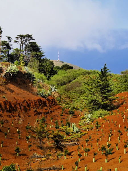 Planted Trees, Hierro, Canary Islands — Stock Photo, Image