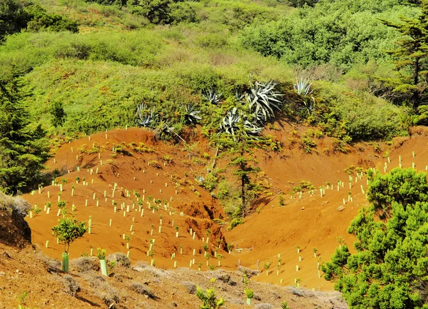 カナリア諸島エルイエロ、木を植え — ストック写真