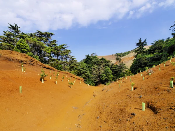 Planterade träd, hierro, Kanarieöarna — Stockfoto