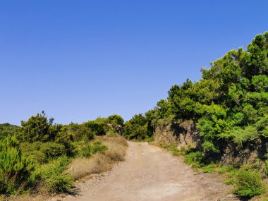 Garajonay Milli Parkı, la gomera, Kanarya Adaları, İspanya
