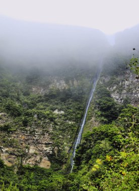 Garajonay Milli Parkı, la gomera, Kanarya Adaları, İspanya