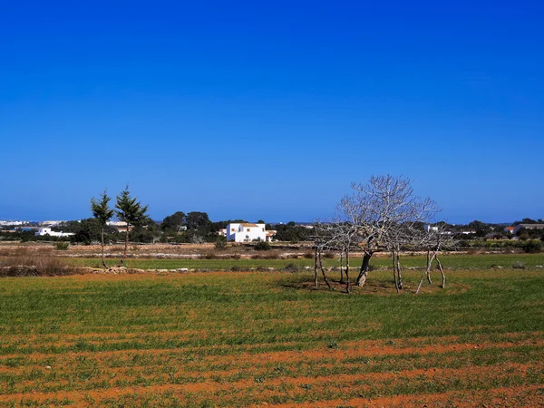 Field on Formentera, Balearic Islands, Spain — Stock Photo, Image