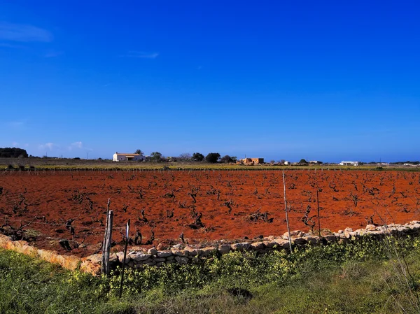 Campo su Formentera, Isole Baleari, Spagna — Foto Stock