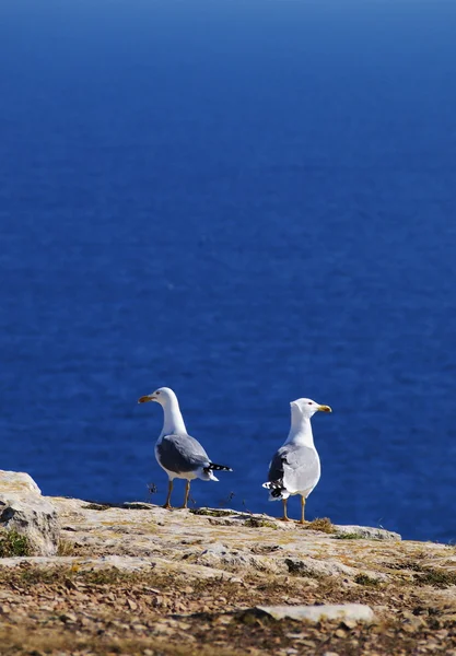 Två mews på formentera, Balearerna, Spanien — Stockfoto