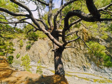 Caldera de taburiente ulusal park la palma