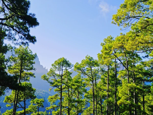 Park narodowy Caldera de taburiente na la palma — Zdjęcie stockowe