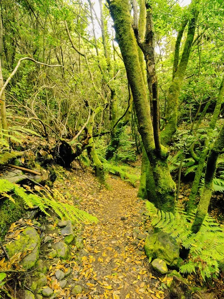 Bosque en La Palma, Islas Canarias — Foto de Stock