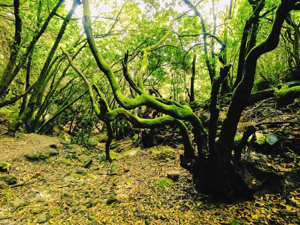 ラパルマ島、カナリア諸島の森林 — ストック写真
