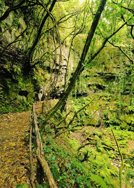 Skogen på la palma, Kanarieöarna — Stockfoto