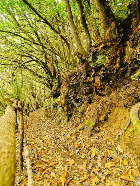 Bos op la palma, Canarische eilanden — Stockfoto