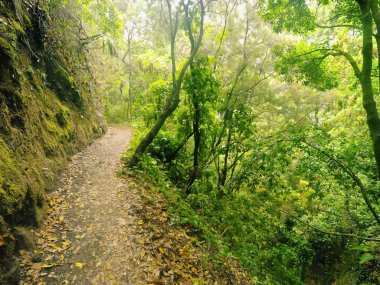Los tilos orman, la palma