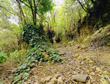 Los tilos orman, la palma