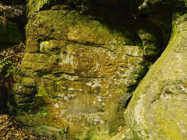 Zarza ve zarcita, la palma