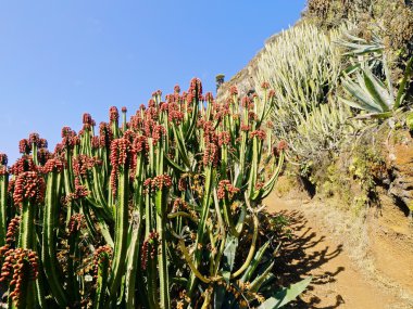 kaktüsün üzerinde la palma