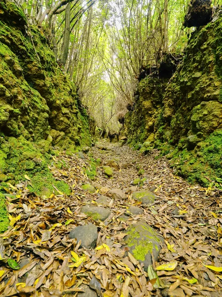 Los tilos skog, la palma — Stockfoto