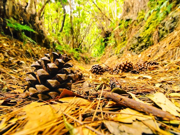 Los Tilos Forest, La Palma — Stock Photo, Image