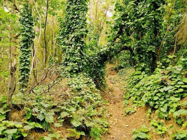 Los tilos lasu, la palma — Zdjęcie stockowe