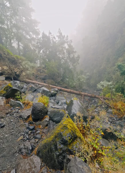 Los tilos lasu, la palma — Zdjęcie stockowe