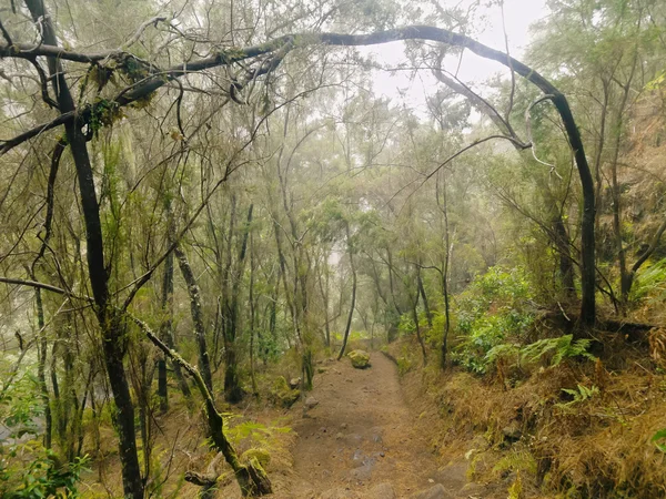 Los tilos orman, la palma — Stok fotoğraf