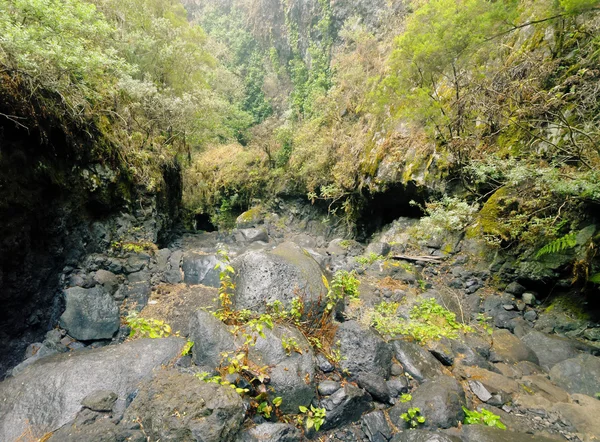 Floresta de Los Tilos, La Palma — Fotografia de Stock
