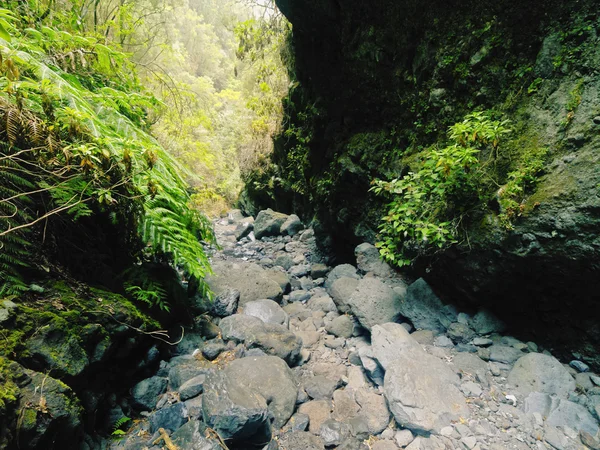 Floresta de Los Tilos, La Palma — Fotografia de Stock