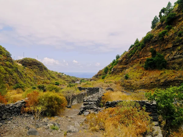 La palma de las 妮薇丝巴兰科 — 图库照片