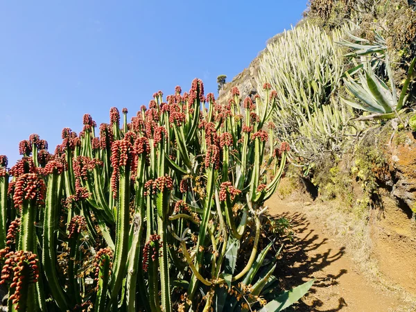 Kaktus na la palma — Zdjęcie stockowe