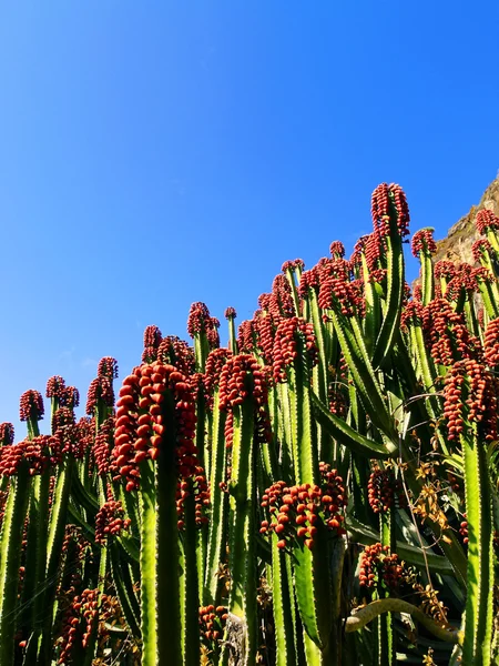 Kaktus på la palma — Stockfoto